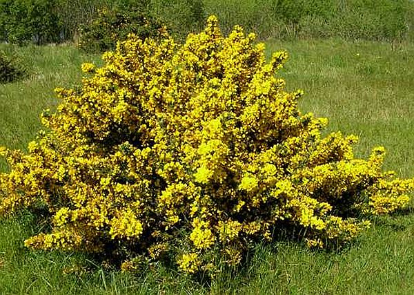 Ulex europaeus